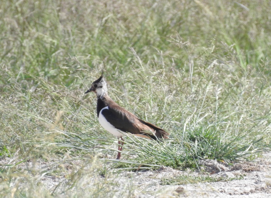 Northern Lapwing