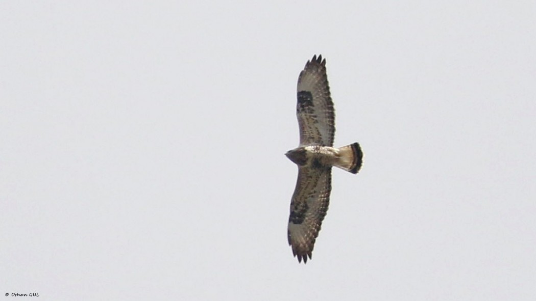 Rough-legged Buzzard