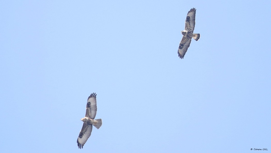 Rough-legged Buzzard