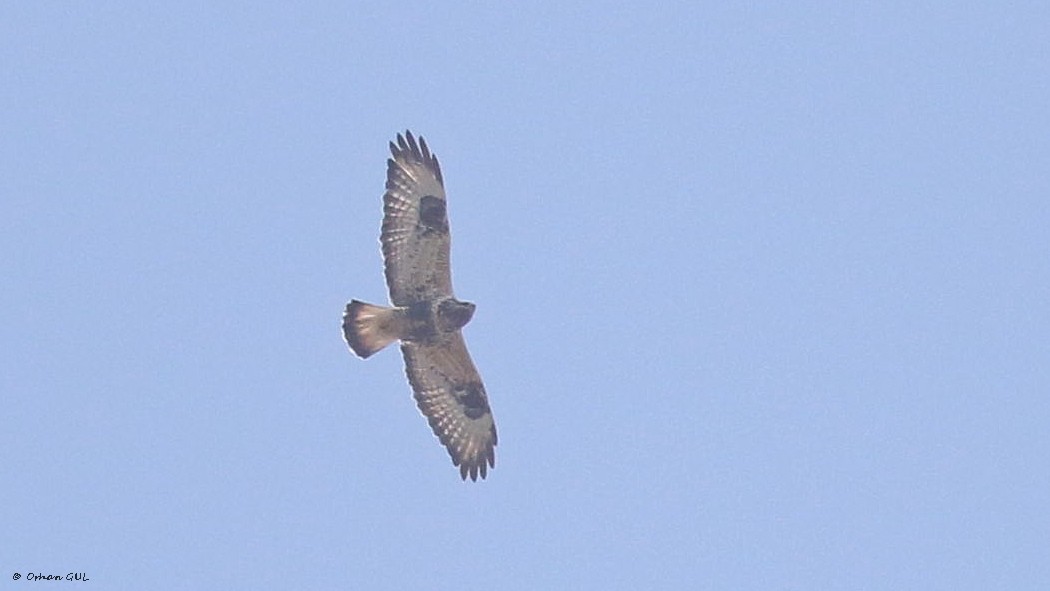 Rough-legged Buzzard