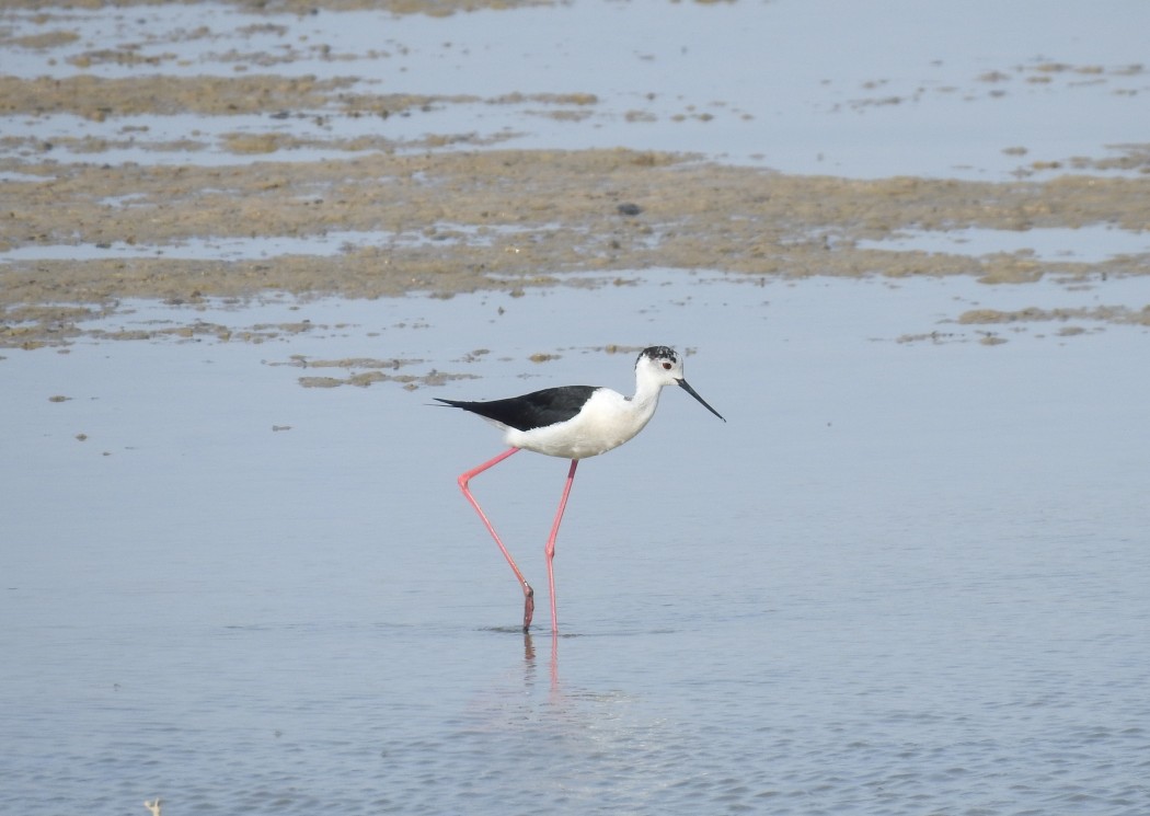 Black-winged Stilt