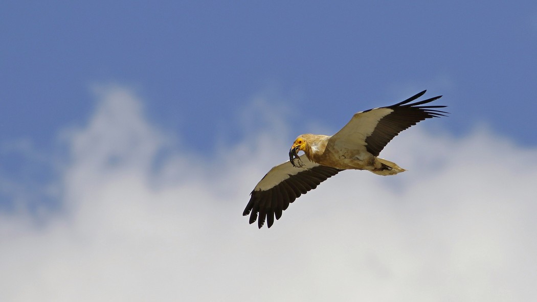 Egyptian Vulture