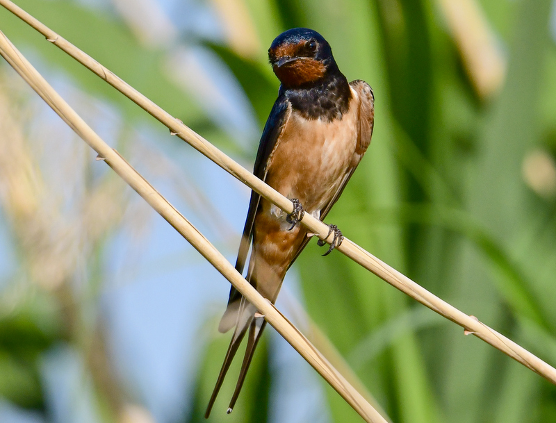 Barn Swallow
