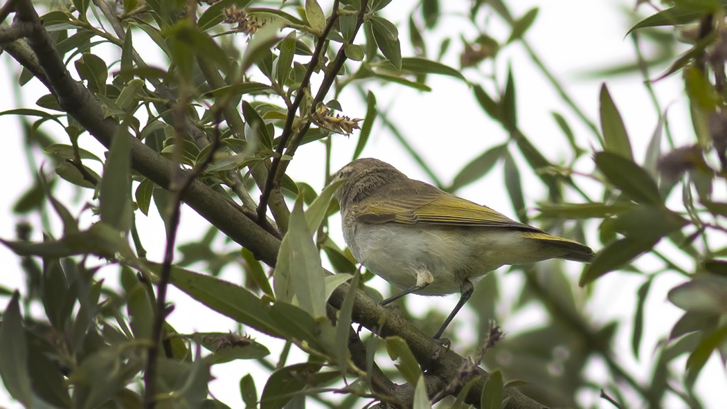Eastern Bonelli`s Warbler