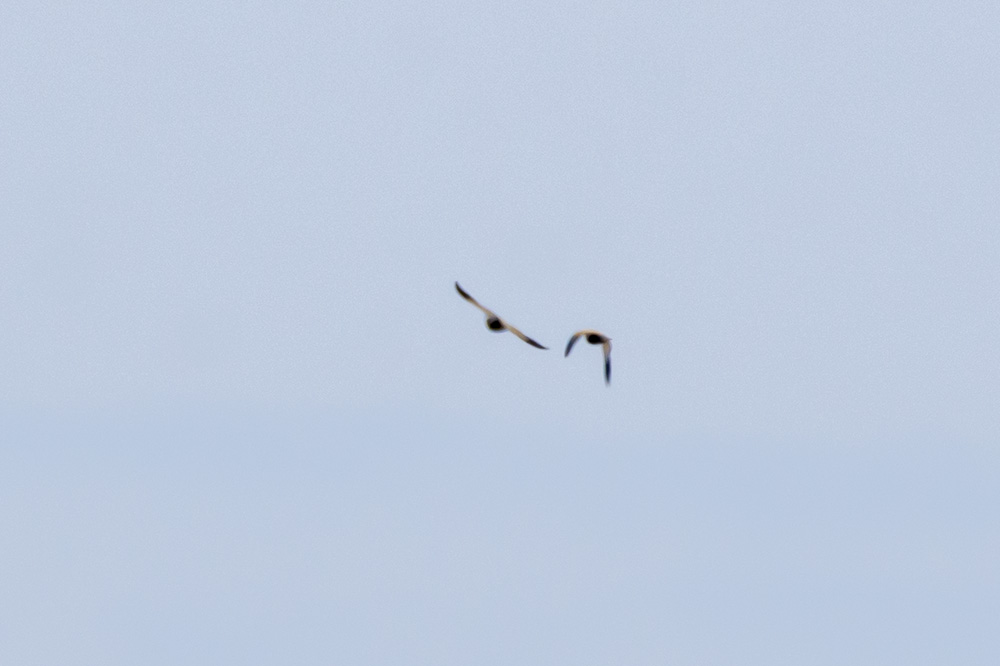 Black-bellied Sandgrouse
