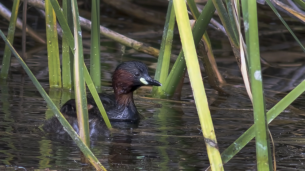 Little Grebe