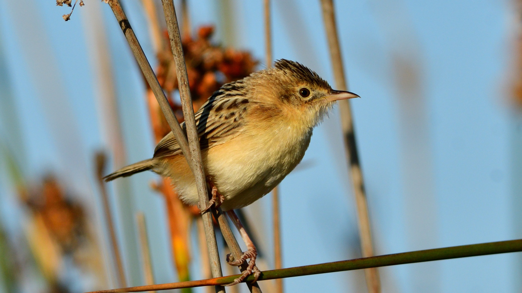 Zitting Cisticola