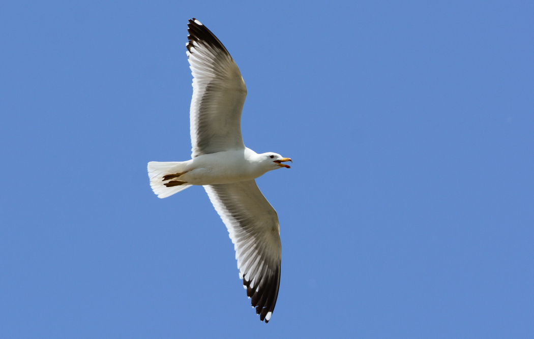 Armenian Gull