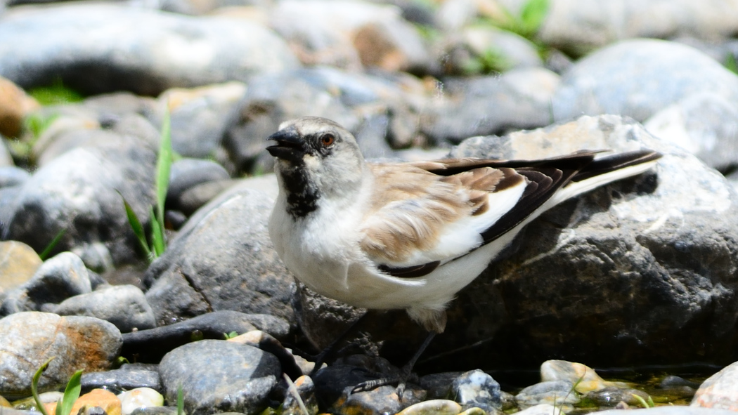 White-winged Snowfinch