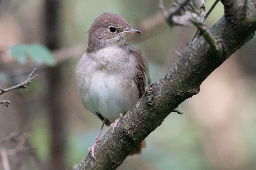 Common Nightingale