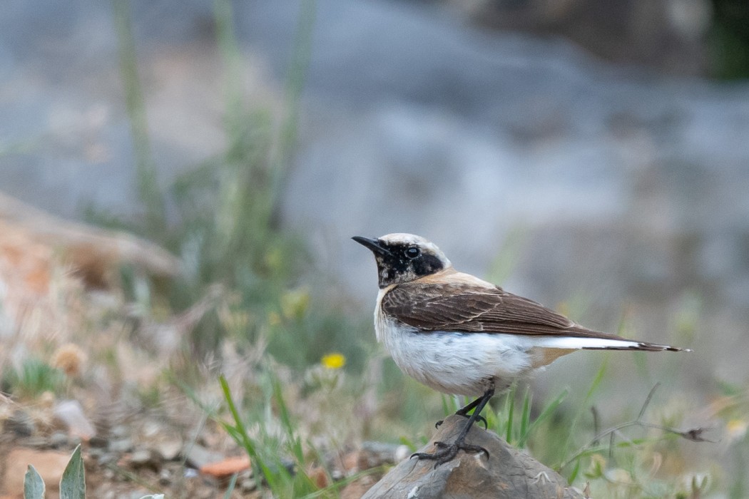 Black-eared Wheatear