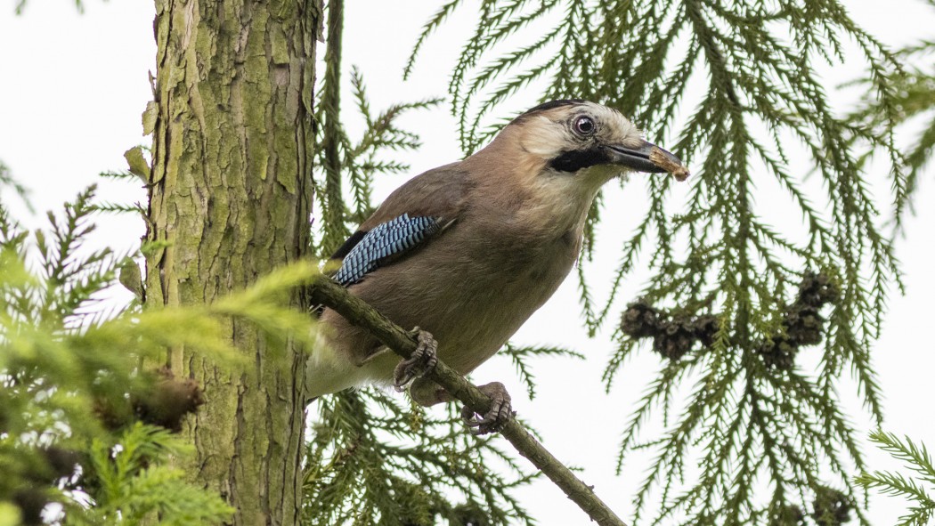 Eurasian Jay