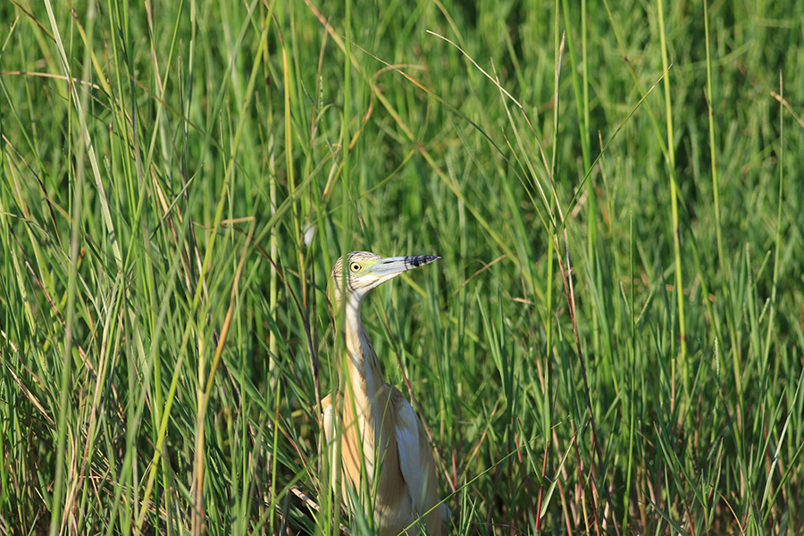 Squacco Heron