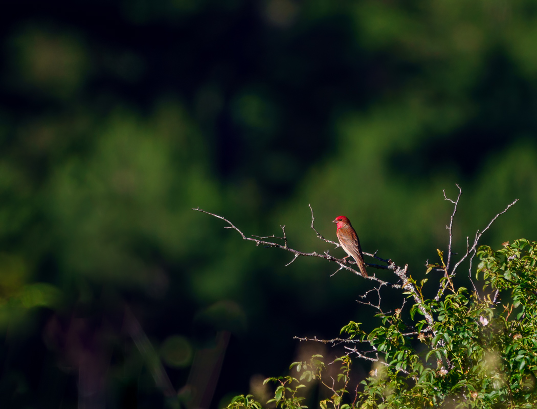 Common Rosefinch
