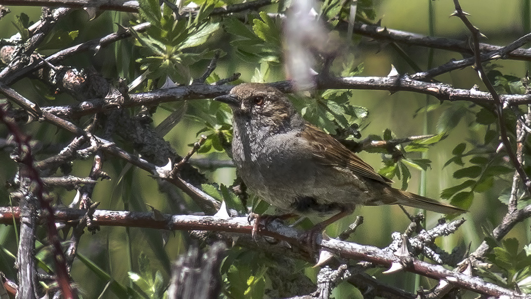 Dunnock