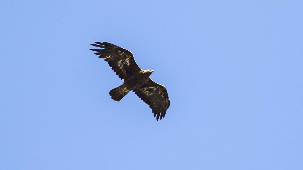 Golden Eagle