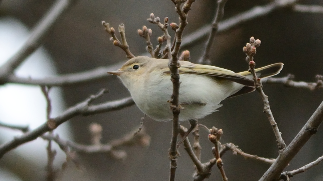 Eastern Bonelli`s Warbler