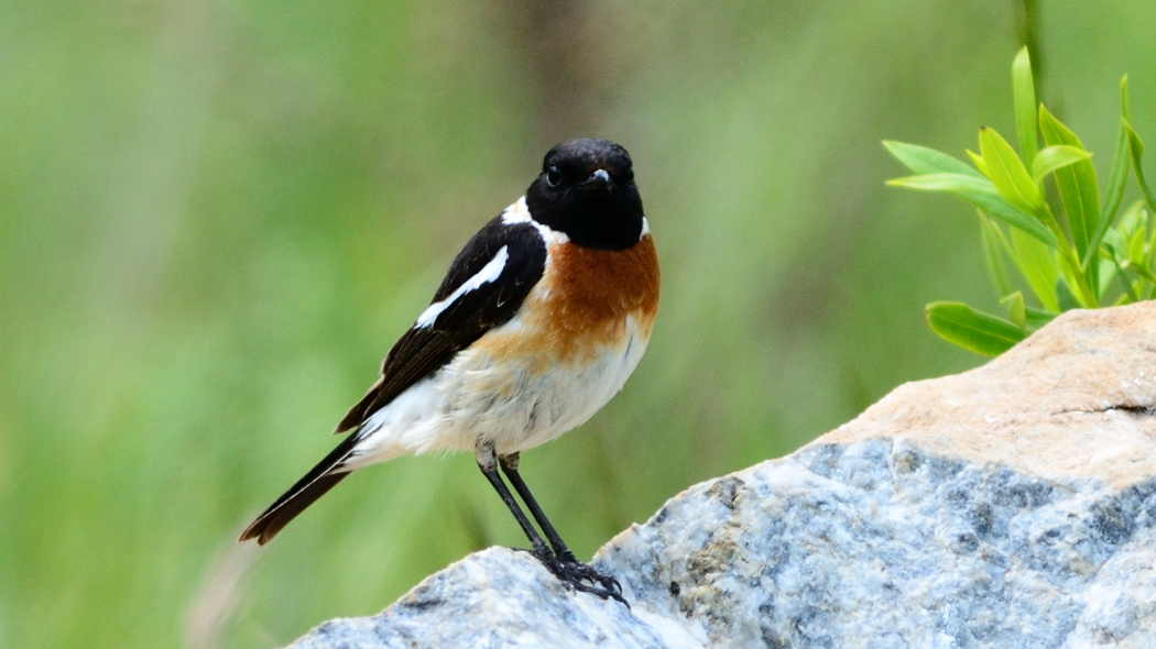 Siberian Stonechat