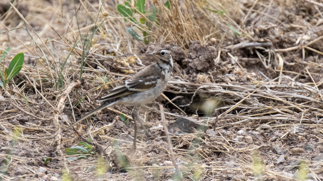 Western Yellow Wagtail