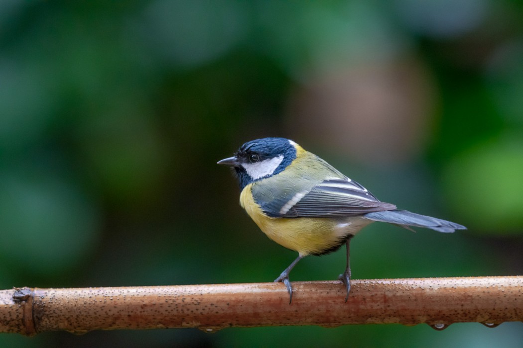 Great Tit