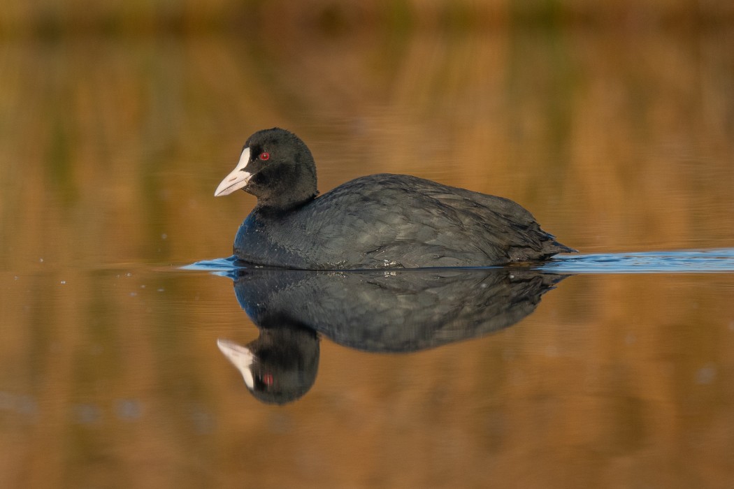 Eurasian Coot