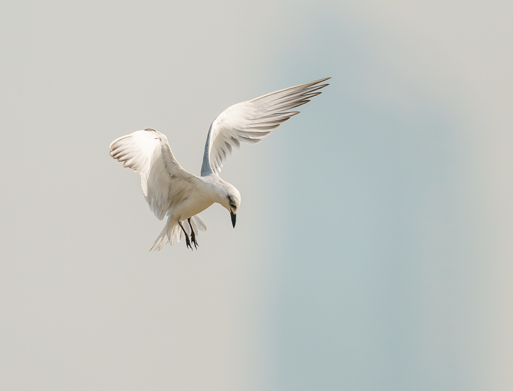 Gull-billed Tern