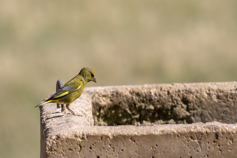 European Greenfinch