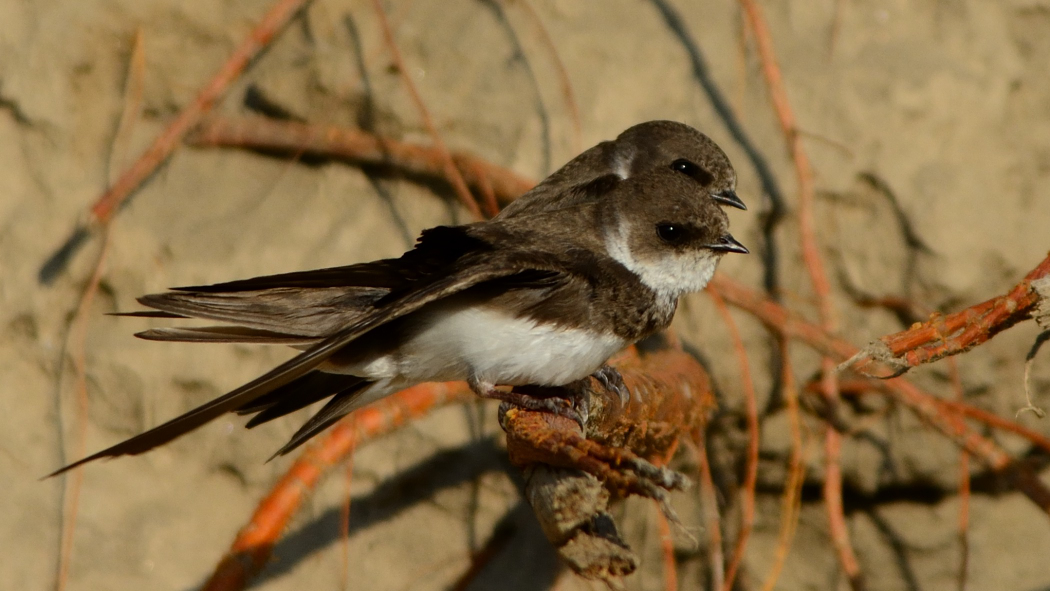 Sand Martin
