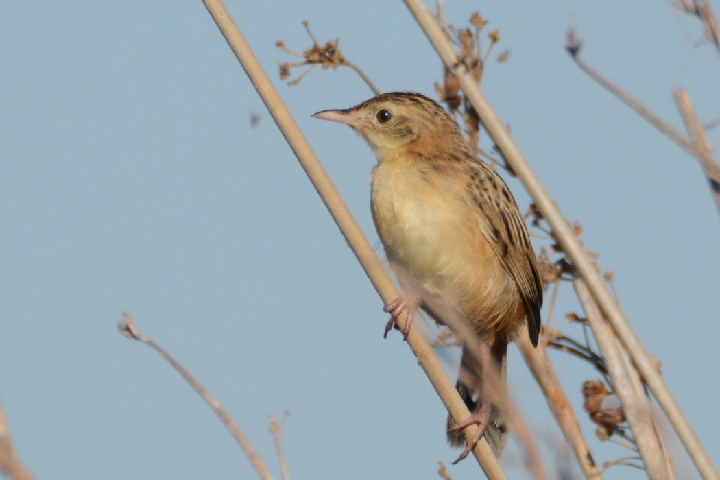Zitting Cisticola
