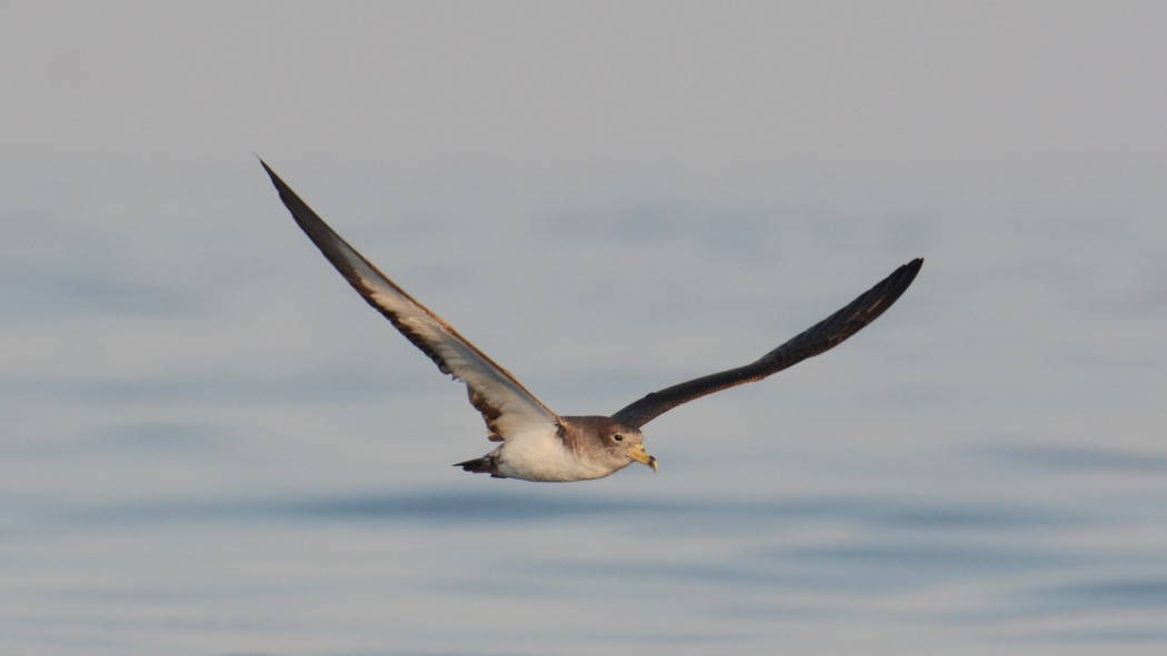 Scopoli`s Shearwater