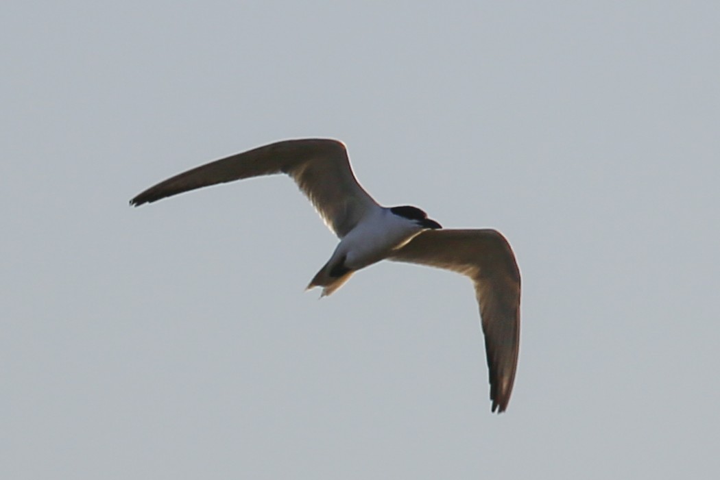 Gull-billed Tern