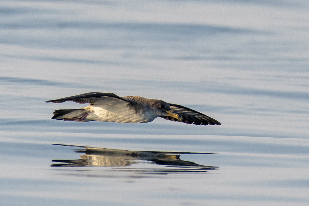 Scopoli`s Shearwater