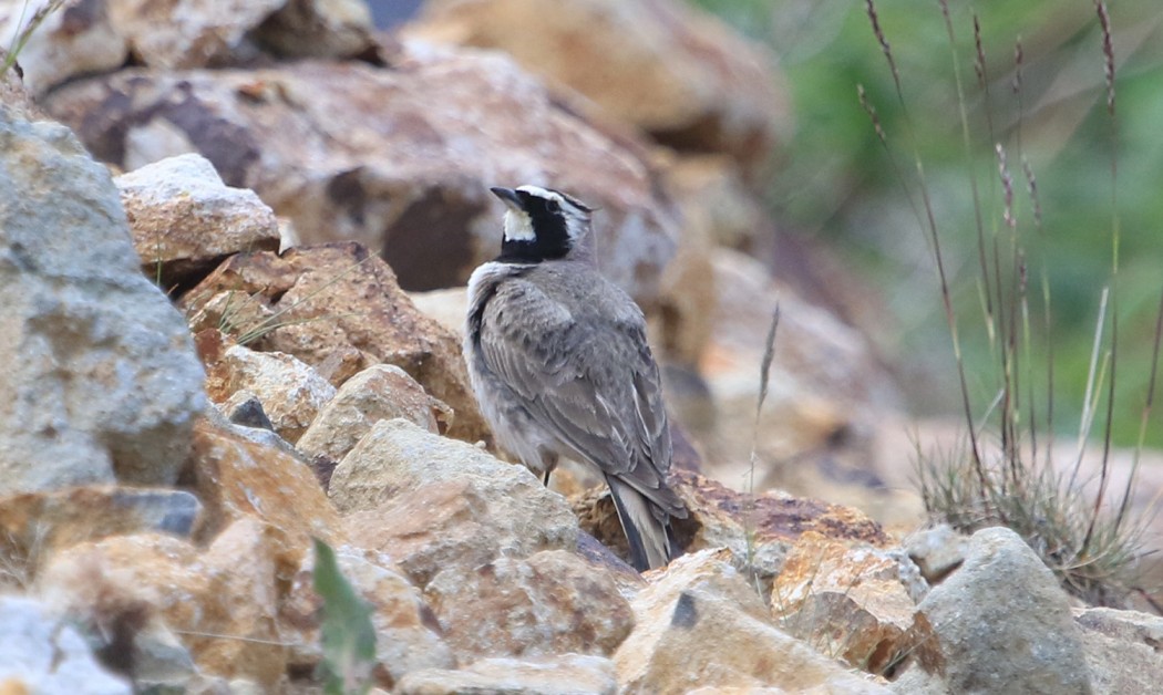 Horned Lark