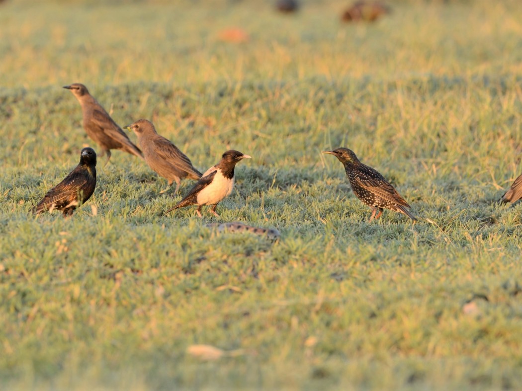 Rosy Starling
