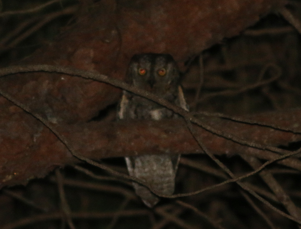 Eurasian Scops Owl