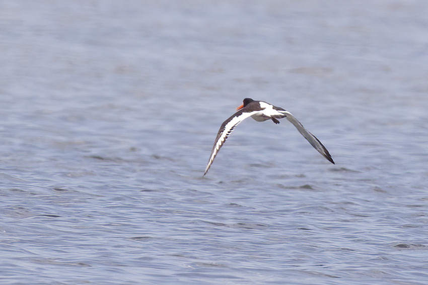 Eurasian Oystercatcher