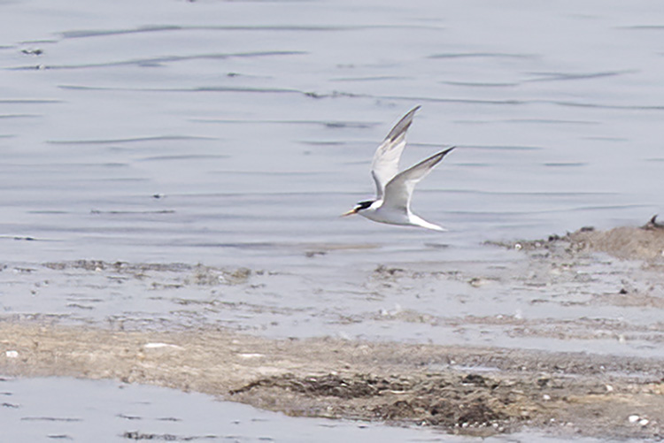 Little Tern