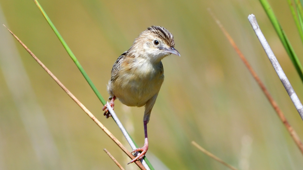 Zitting Cisticola