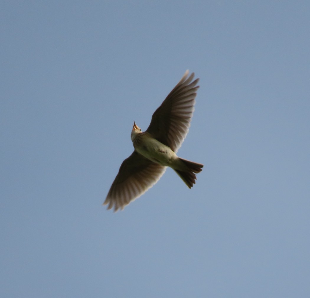 Eurasian Skylark