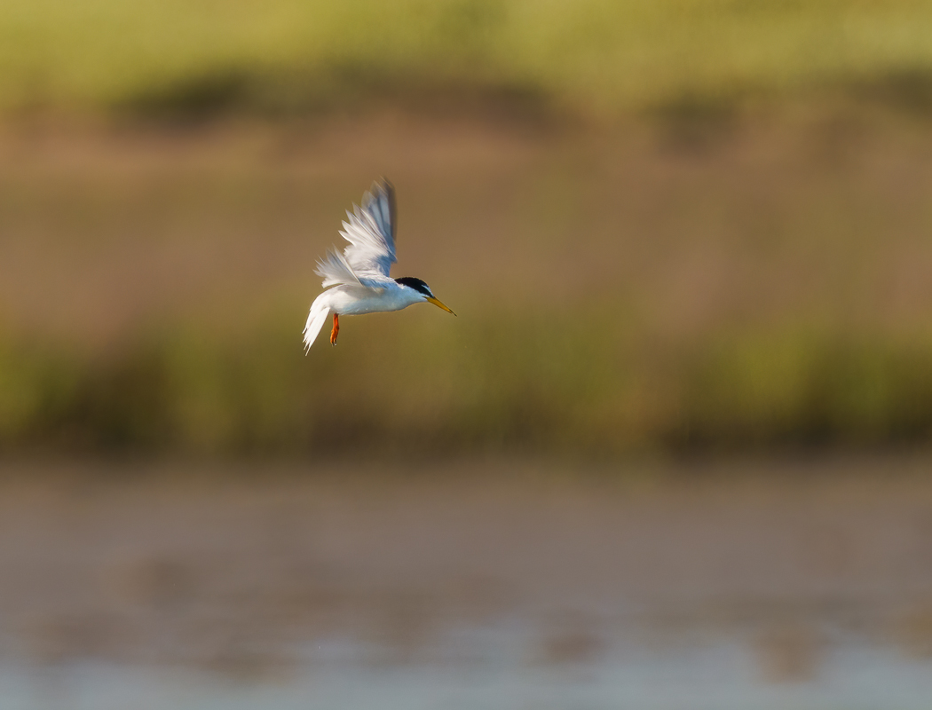 Little Tern