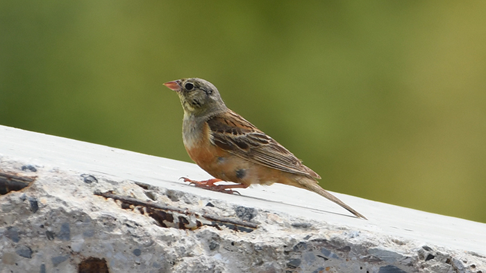 Ortolan Bunting