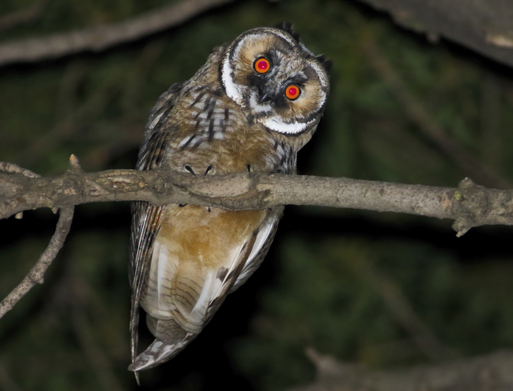 Long-eared Owl