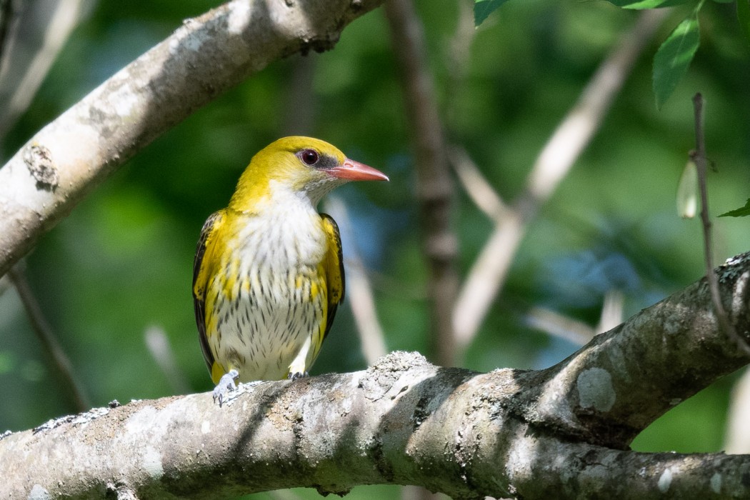 Eurasian Golden Oriole