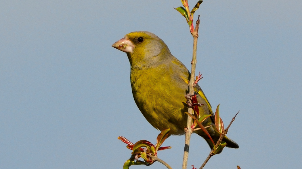 European Greenfinch