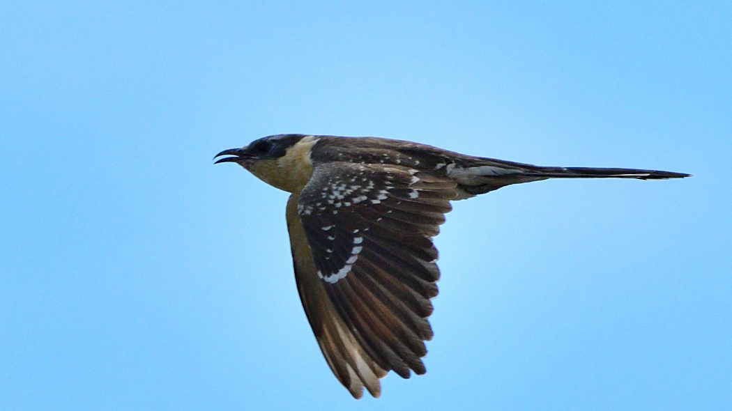 Great Spotted Cuckoo
