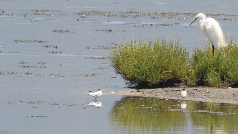 Little Tern