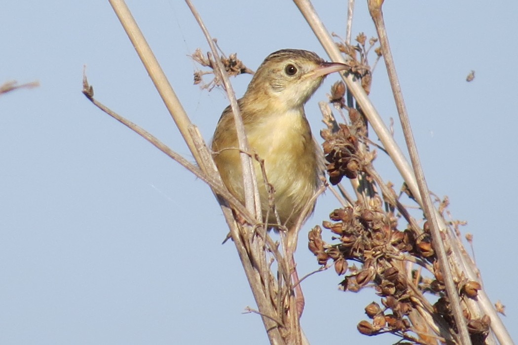 Zitting Cisticola