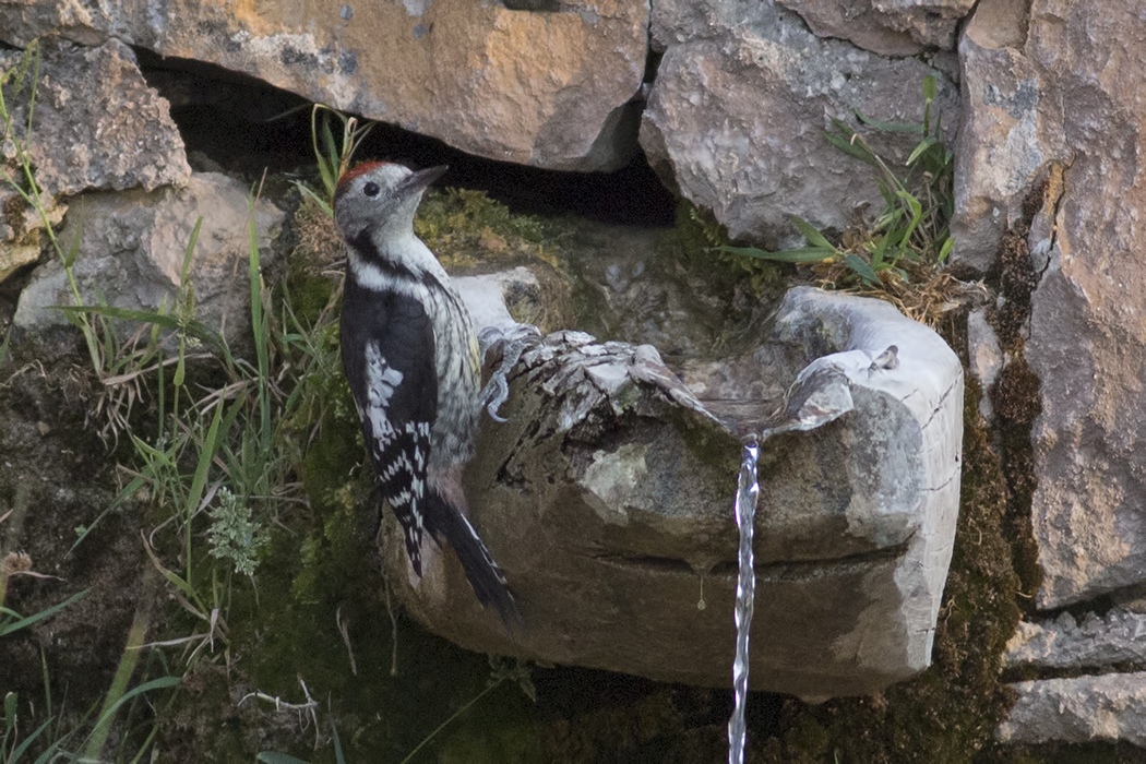 Middle Spotted Woodpecker