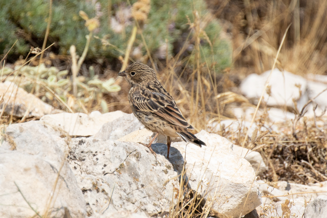 Ortolan Bunting