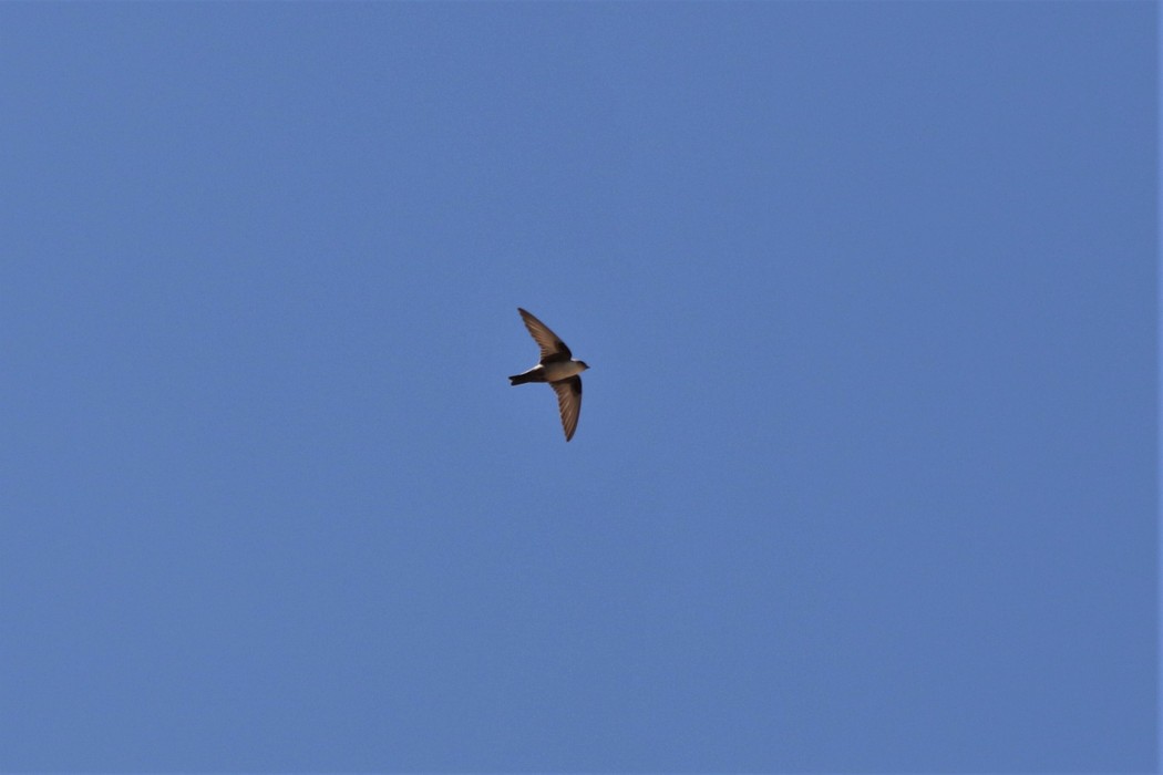 Eurasian Crag Martin